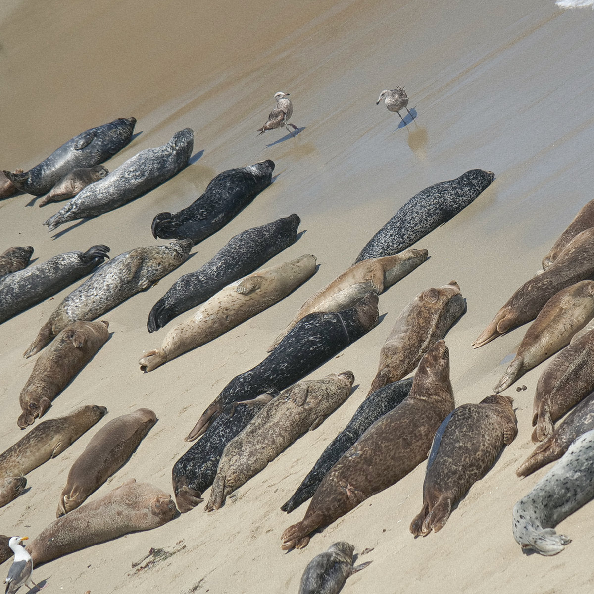 Beauchamp * Geissler - 0___0_0 - Tape