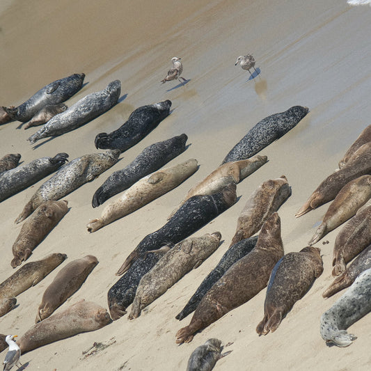 Beauchamp * Geissler - 0___0_0 - Tape